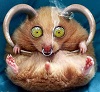 Avatar du membre